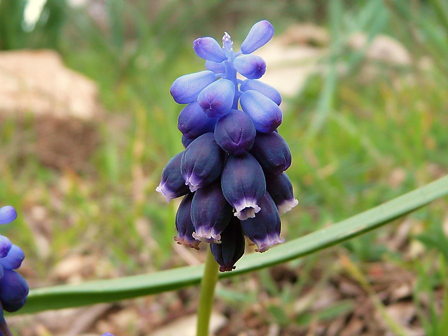 Muscari neglectum